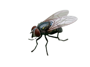 عکس مگس