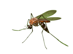 عکس پشه