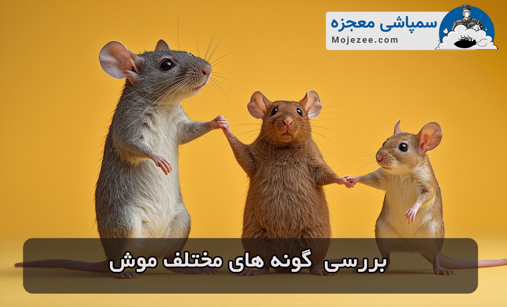 گونه های مختلف موش