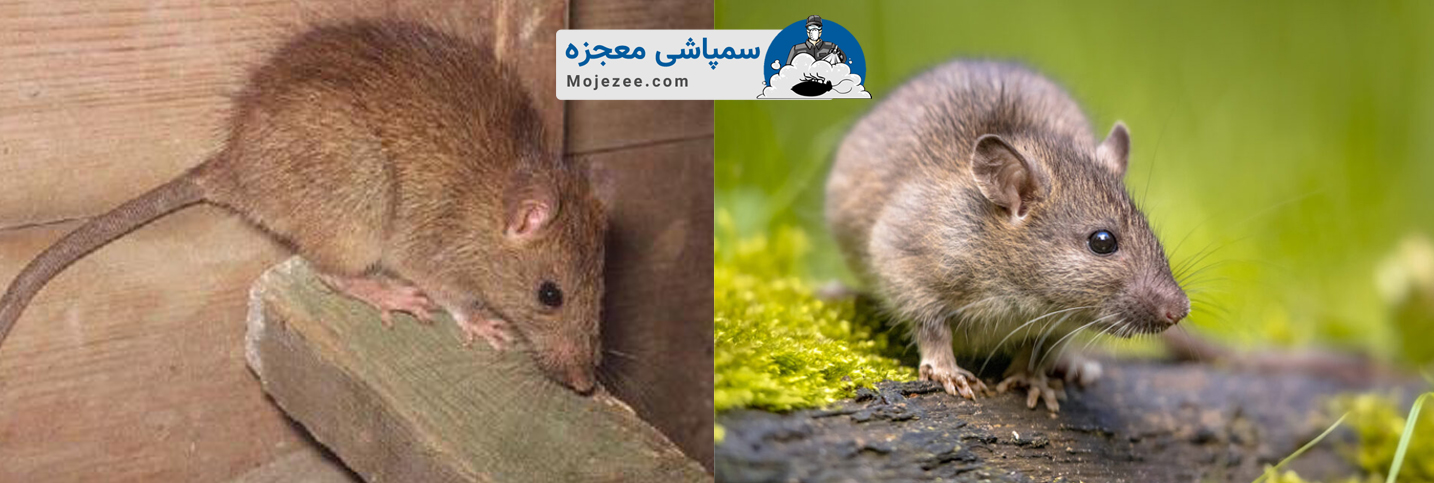 گونه های مختلف موش 2