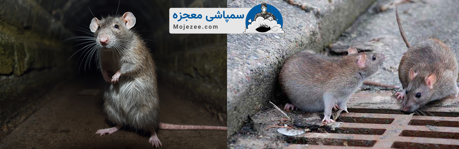 گونه های مختلف موش 3